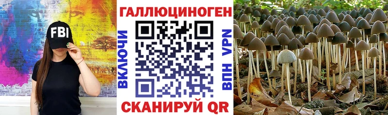 Галлюциногенные грибы Psilocybe  darknet клад  Славгород 
